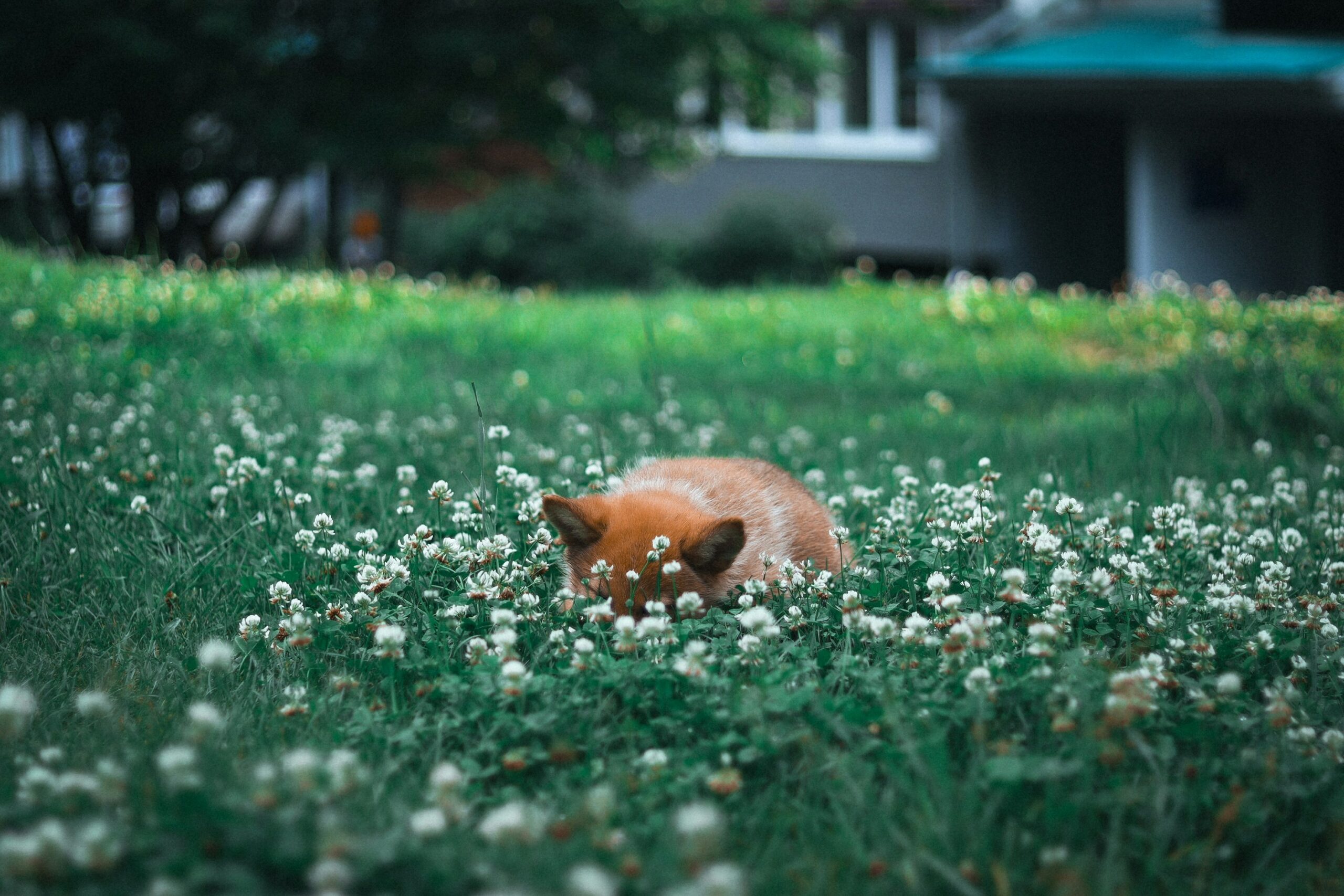 A cracked plastic dog toy lying on grass