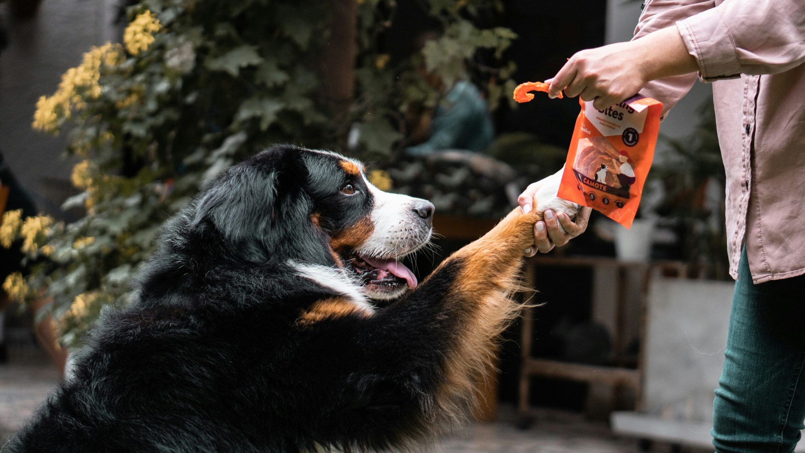 Assortment of pet dental toys for oral health