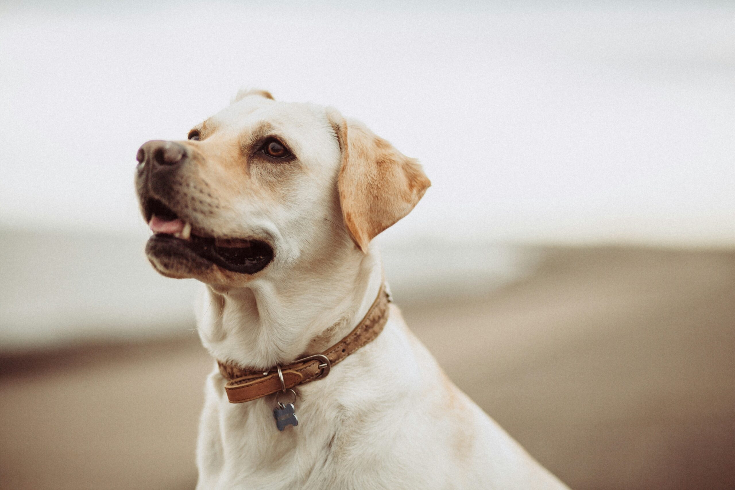 Dog with discolored teeth showing signs of plaque buildup