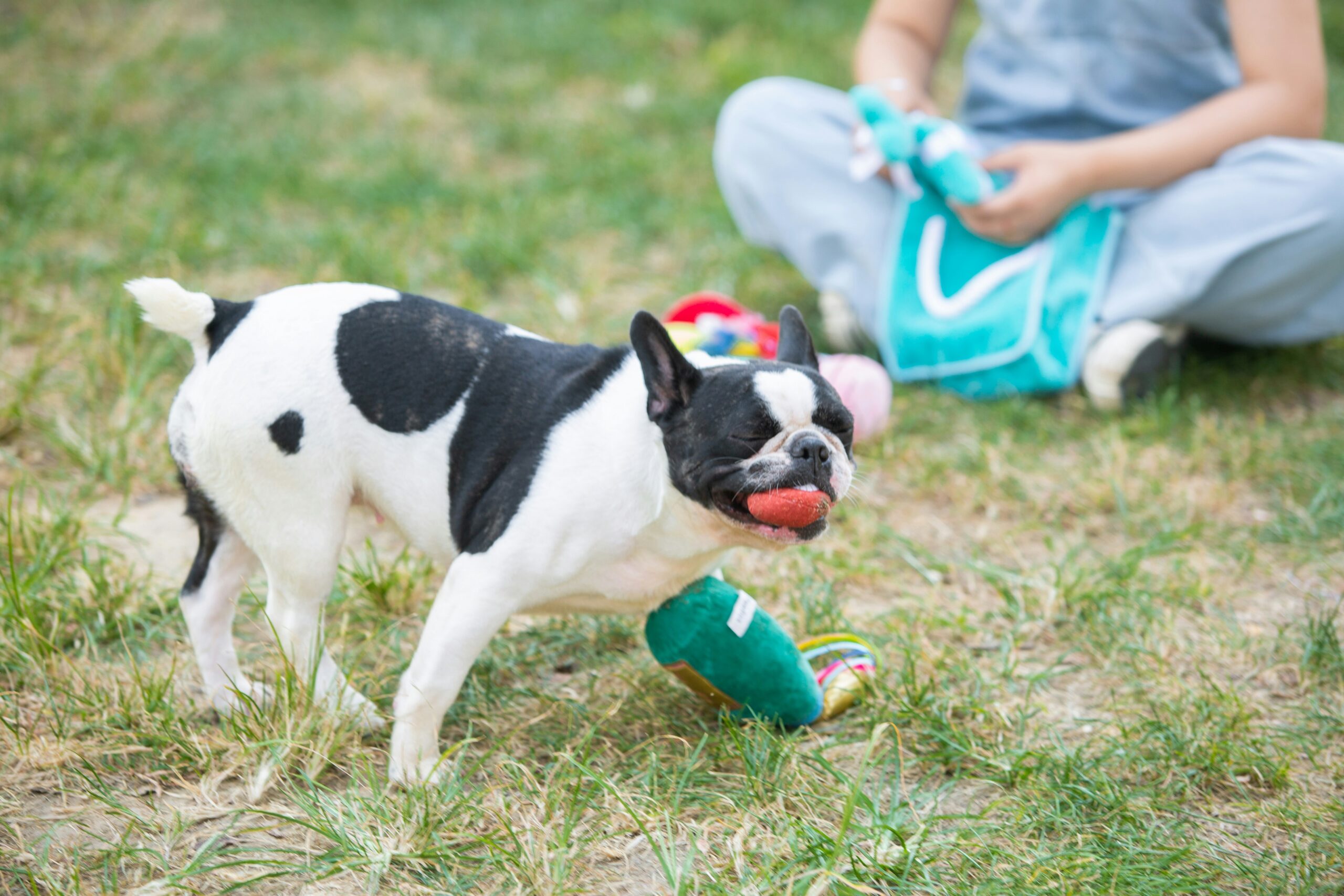 Happy chihuahua mix holding a BPA-free dental toy
