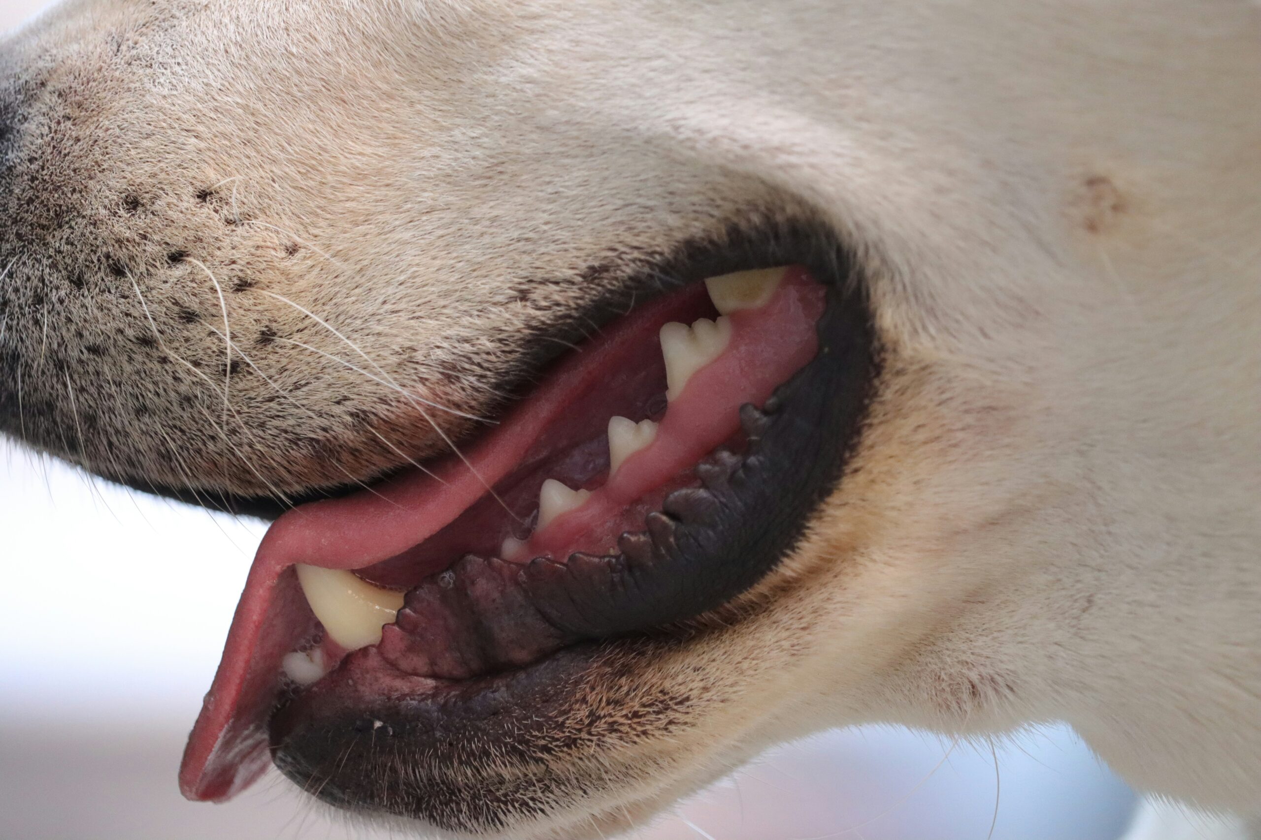 Happy dog chewing on a dental toy