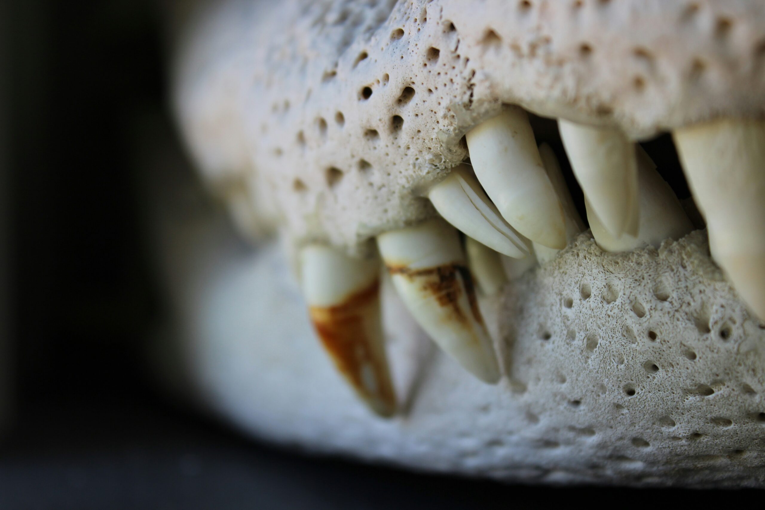 Before-and-after photo of Max the Labrador's teeth improvement