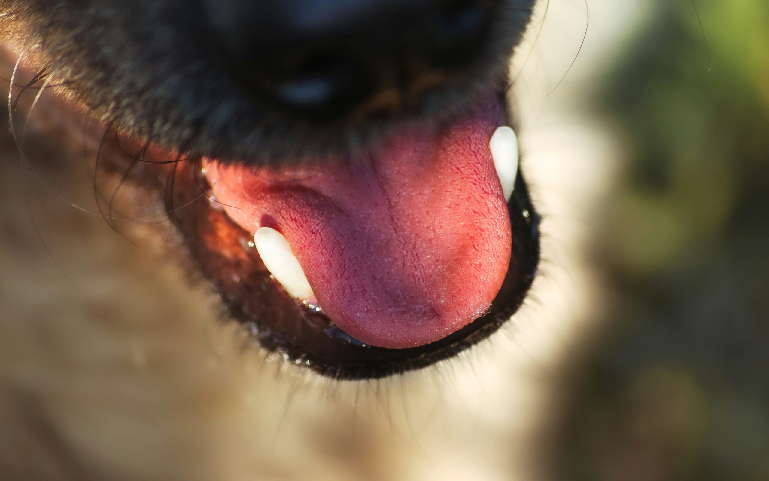 Homepage for Pet Care dental toys