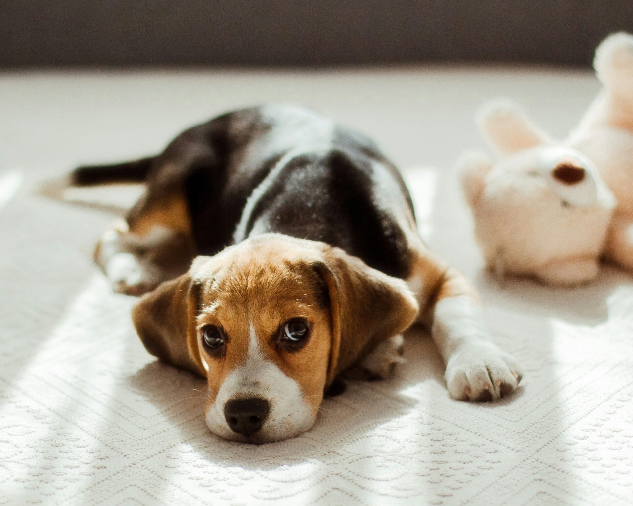 Illustration comparing safe vs unsafe materials in pet toys