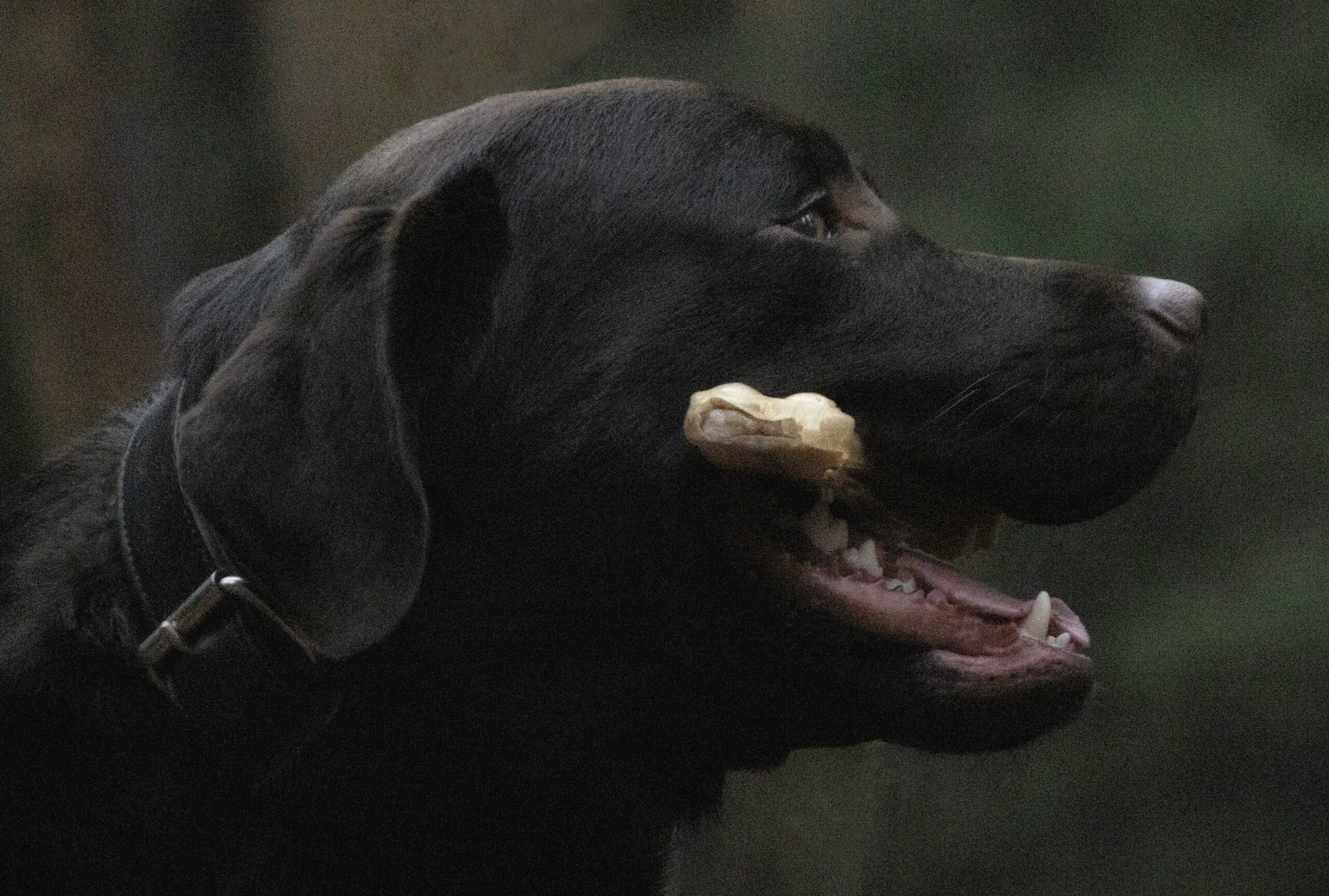 A golden retriever aggressively chewing a tough rubber toy