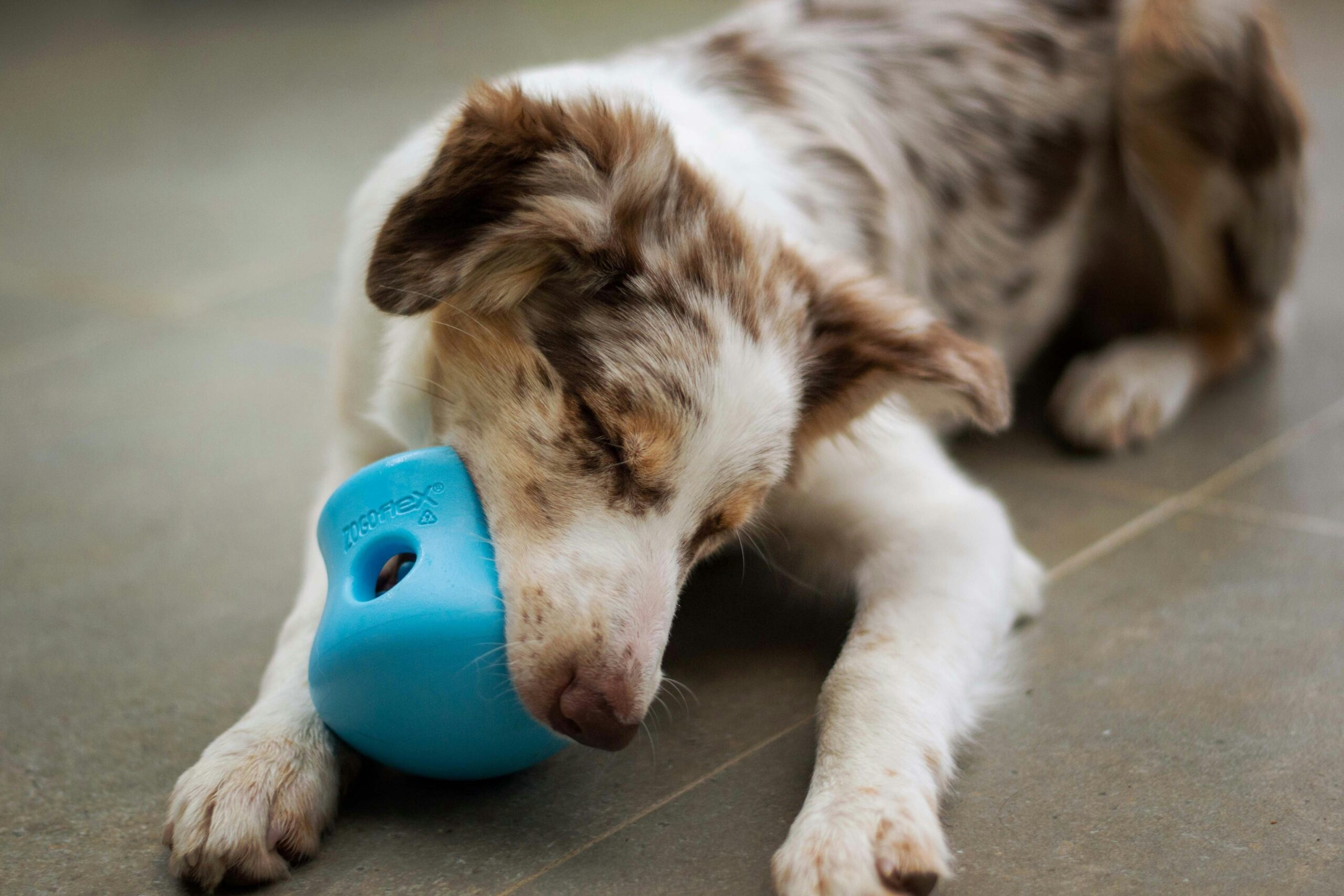 A golden retriever puppy happily chewing on a durable rubber toy