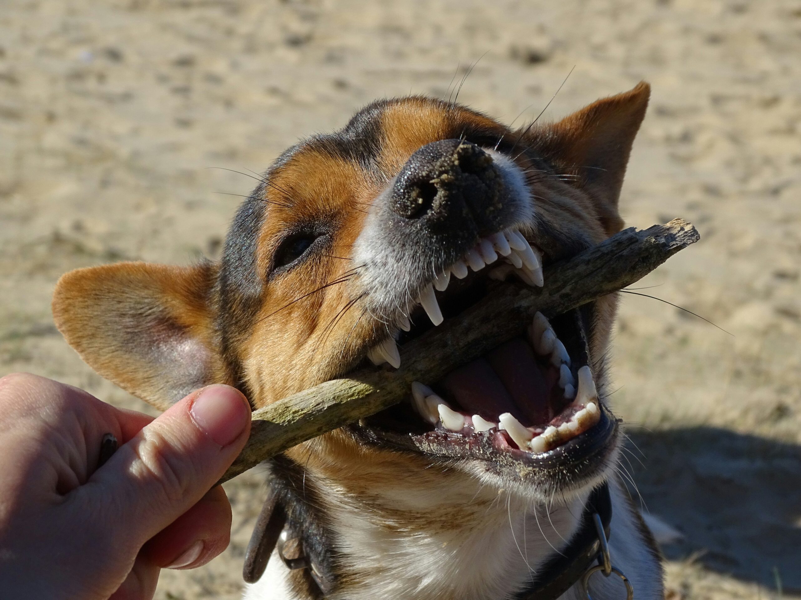 A happy golden retriever chewing a bright blue rubber dental toy outdoors.