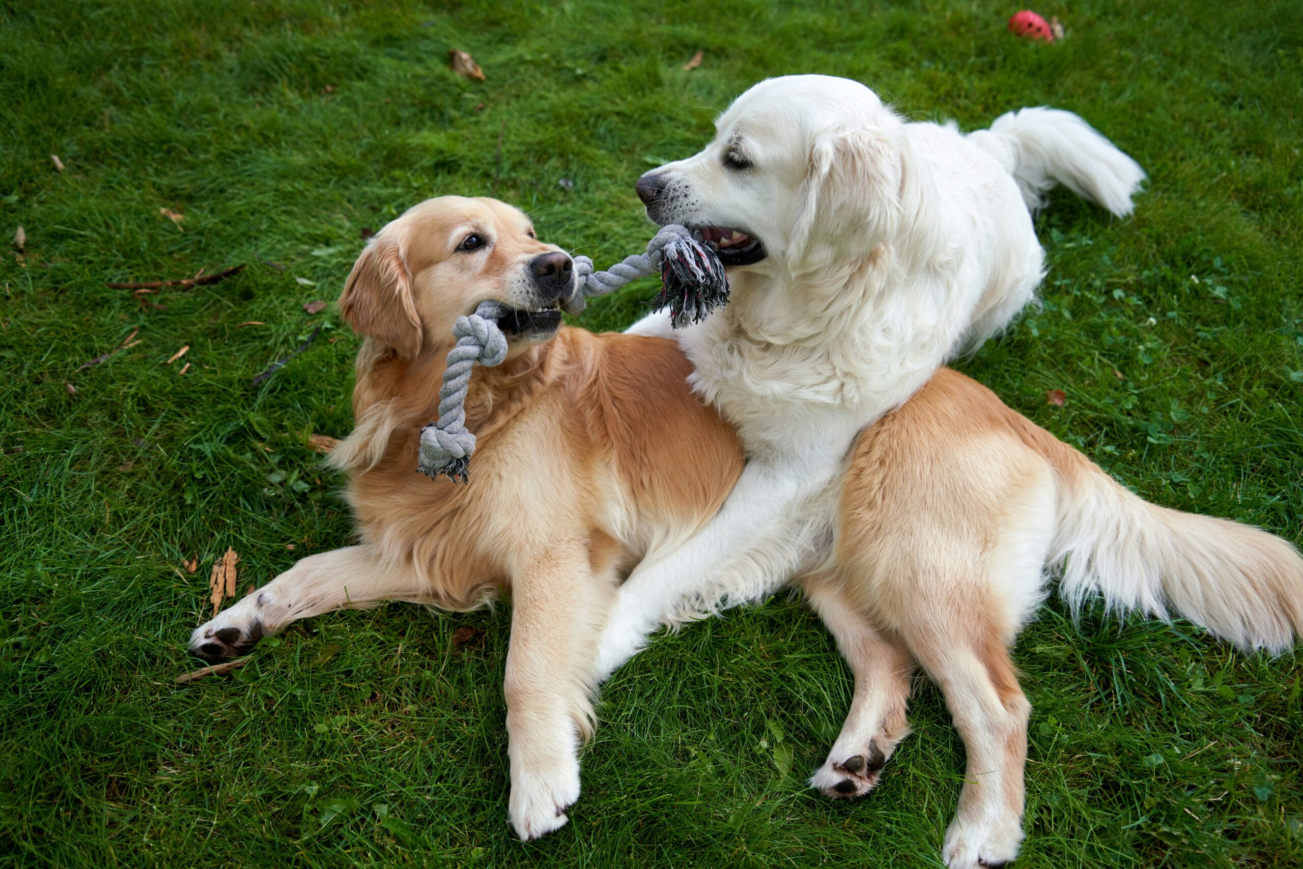 A hollow rubber ball filled with peanut butter being played with by a golden retriever.