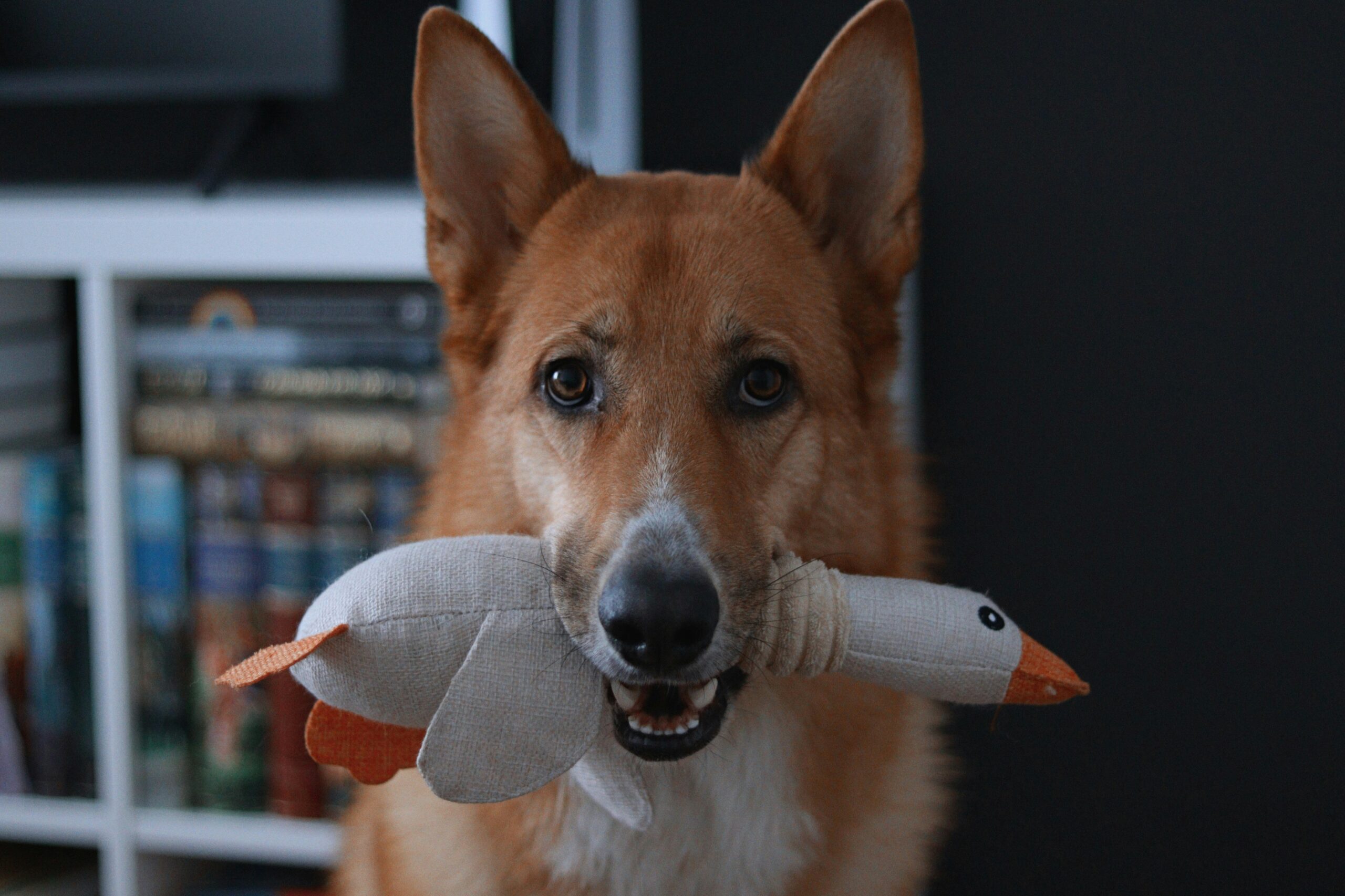 Age-Appropriate Dental Toys: The Key to a Happy, Healthy Pet Smile