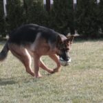 Boost Your Pet's Health & Happiness with Playtime Engagement Tools