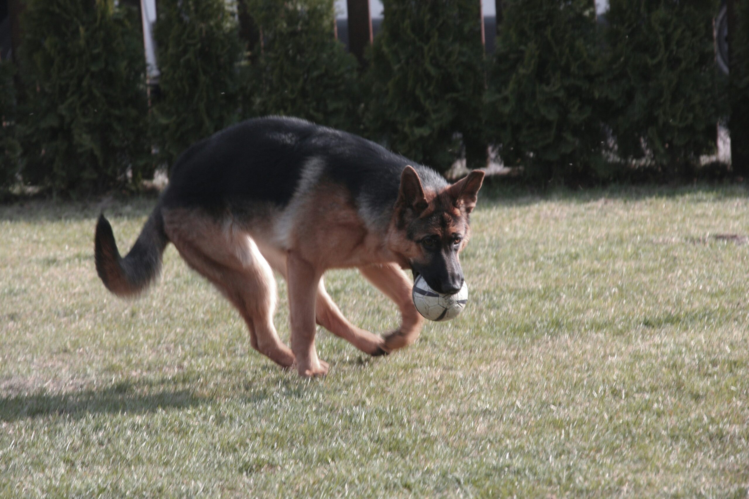 Boost Your Pet's Health & Happiness with Playtime Engagement Tools