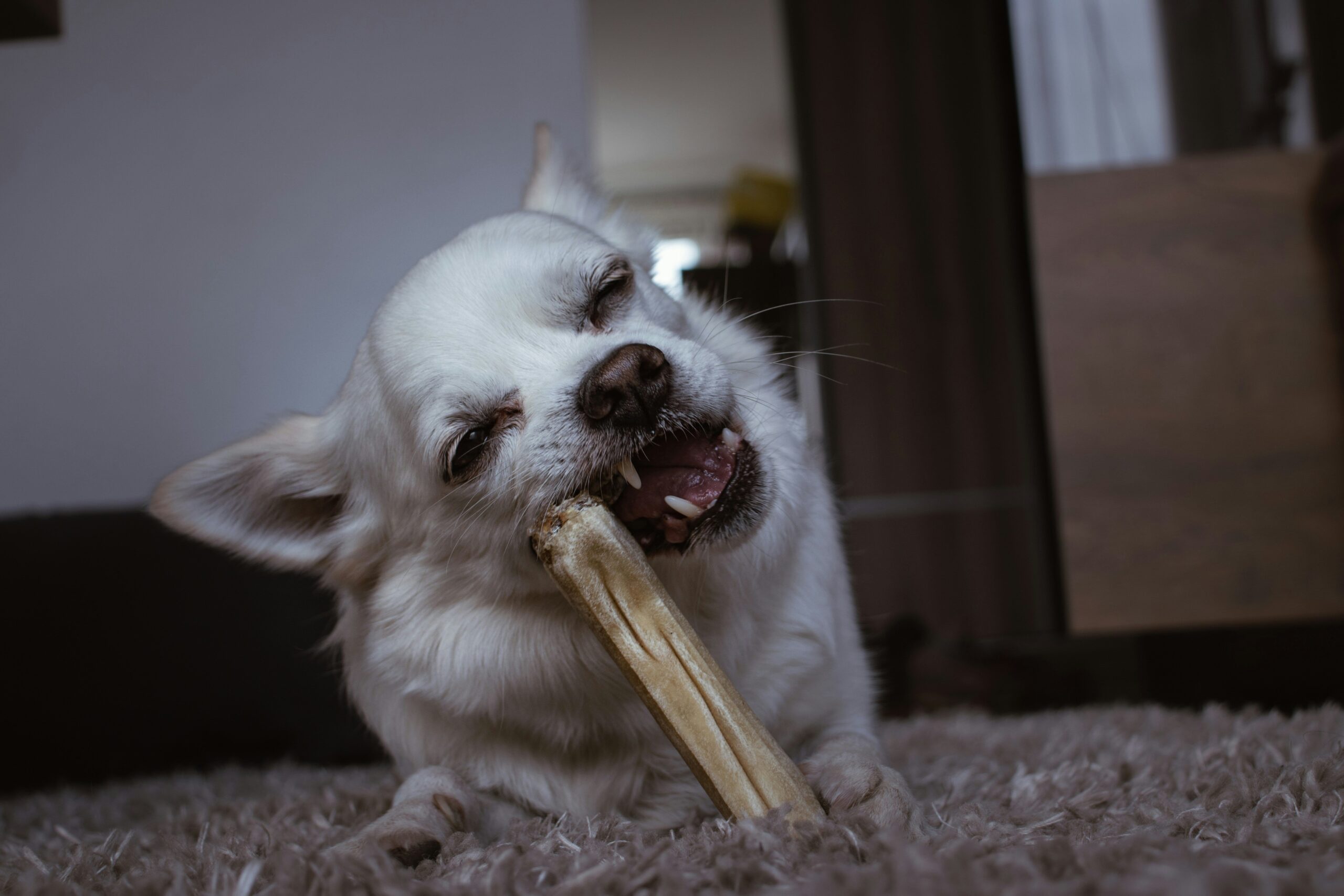 Closeup of enzyme coated chew toy