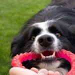 Dental Toy Maintenance Tips: How to Keep Your Pet’s Chompers Healthy and Happy
