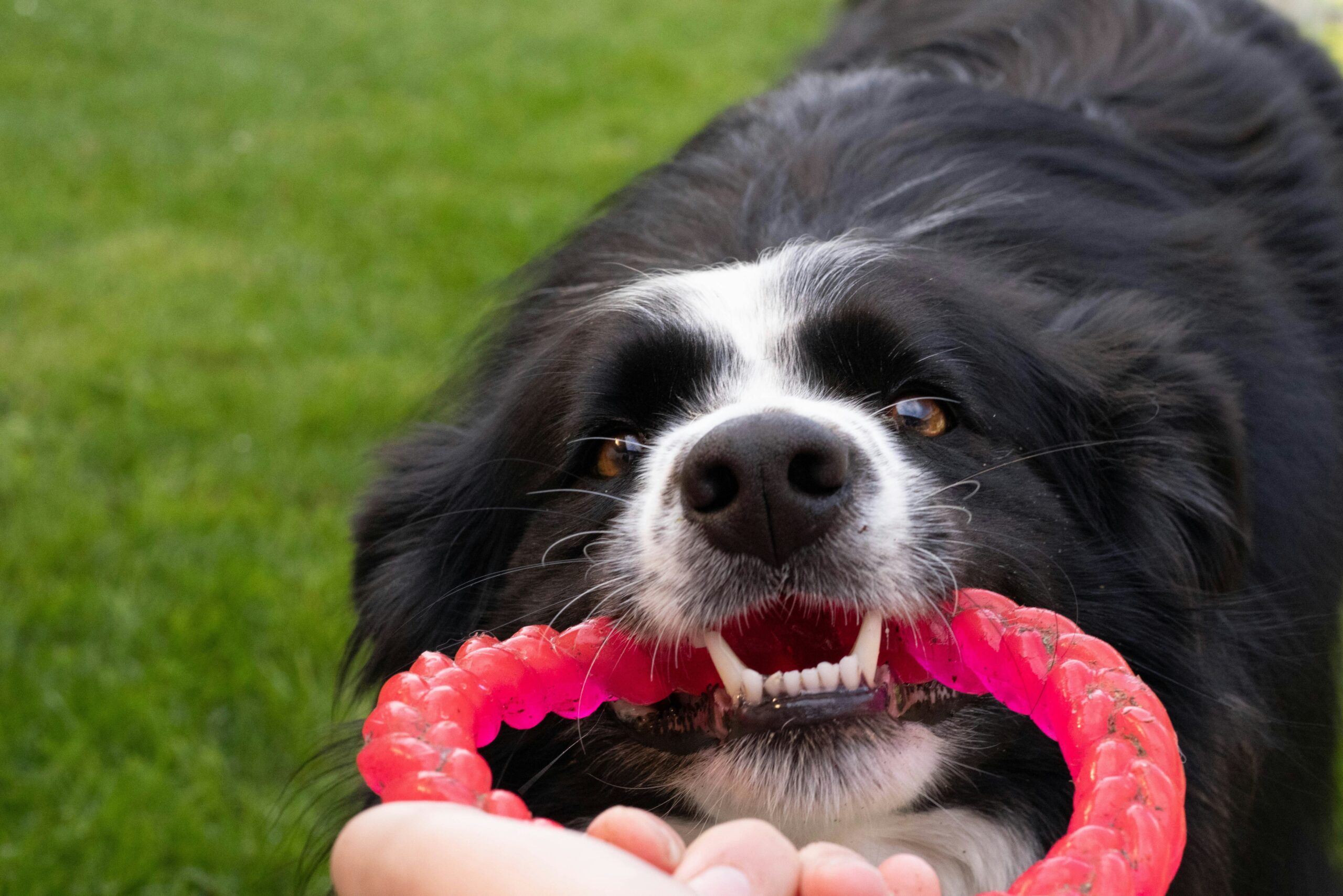 Dental Toy Maintenance Tips: How to Keep Your Pet’s Chompers Healthy and Happy