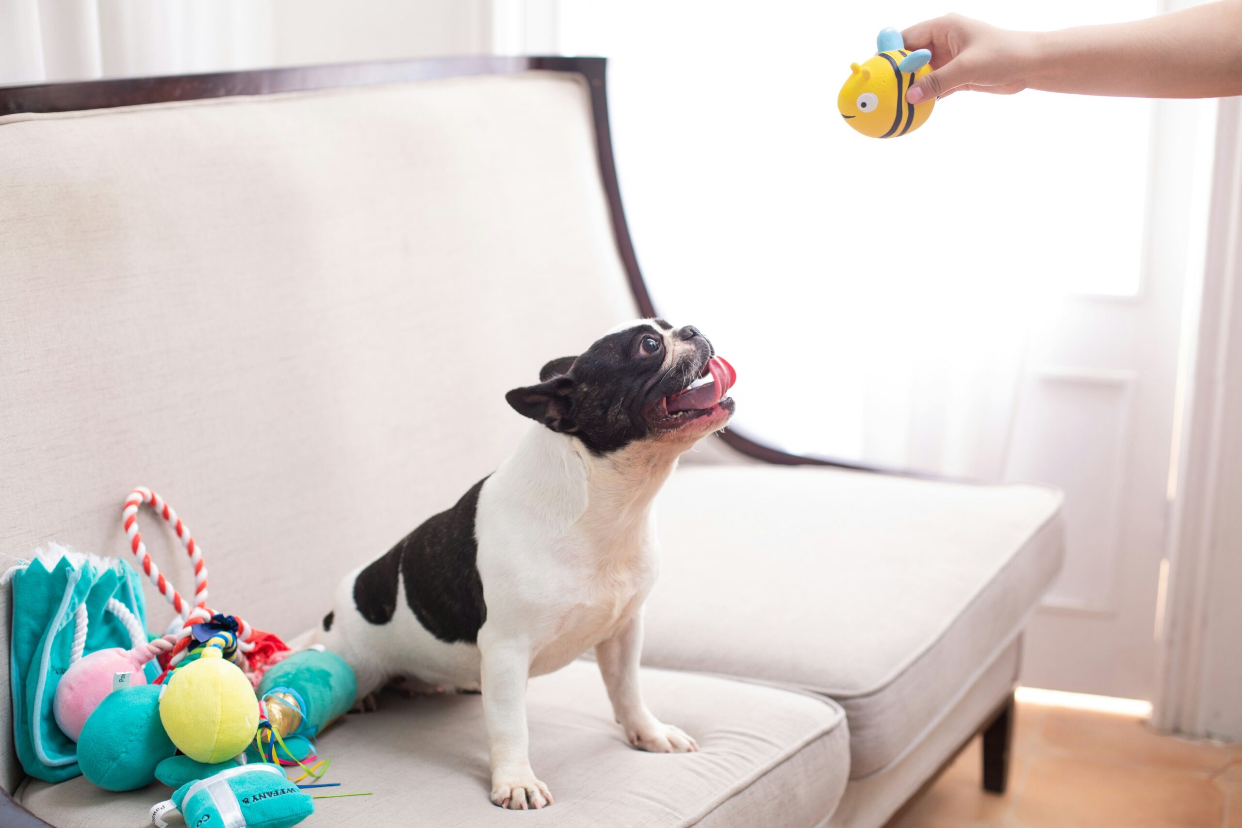 Durable dental toys suitable for dogs and cats interacting together.