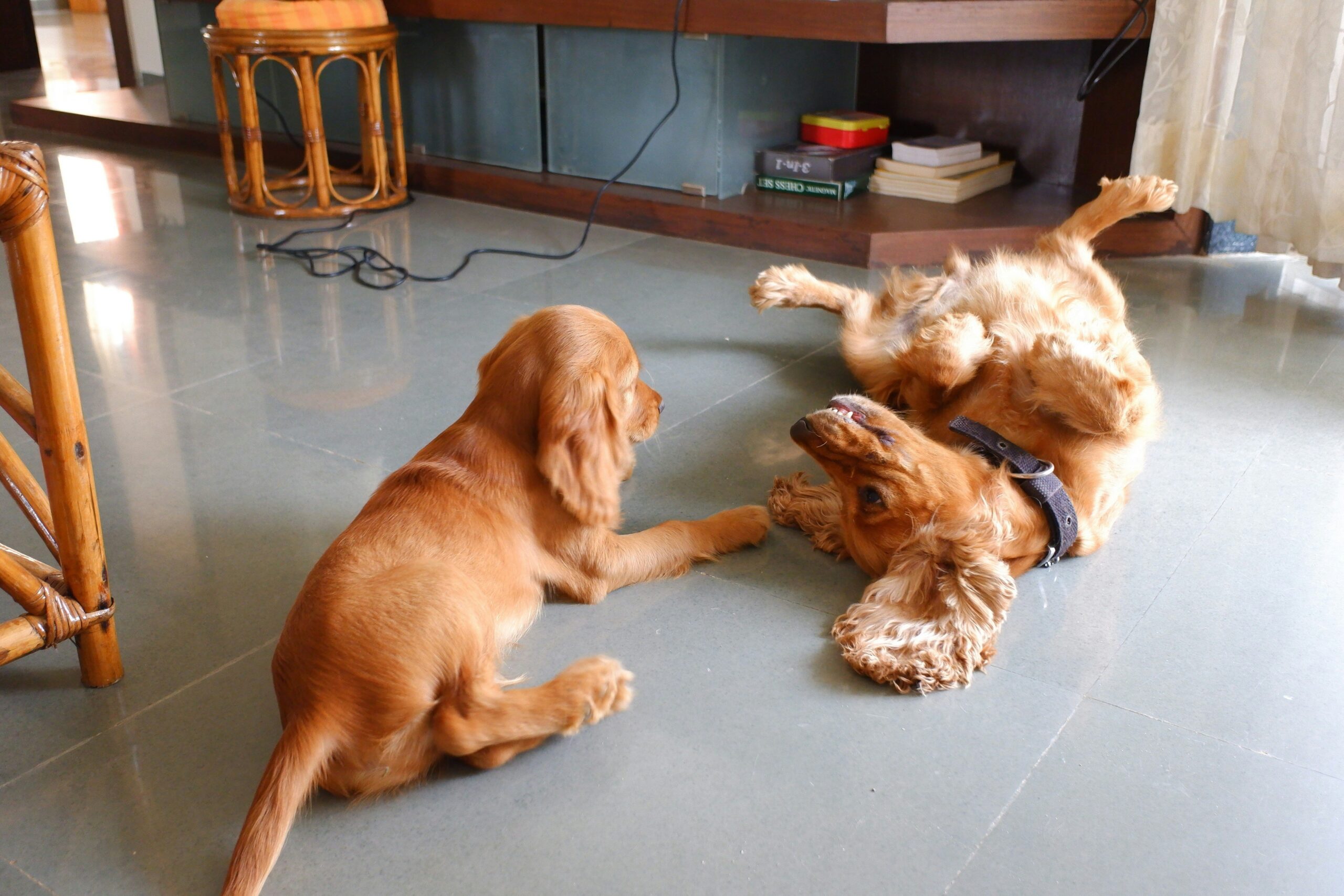 Golden retriever and brown tabby cat playing tug-of-war with a rope toy.