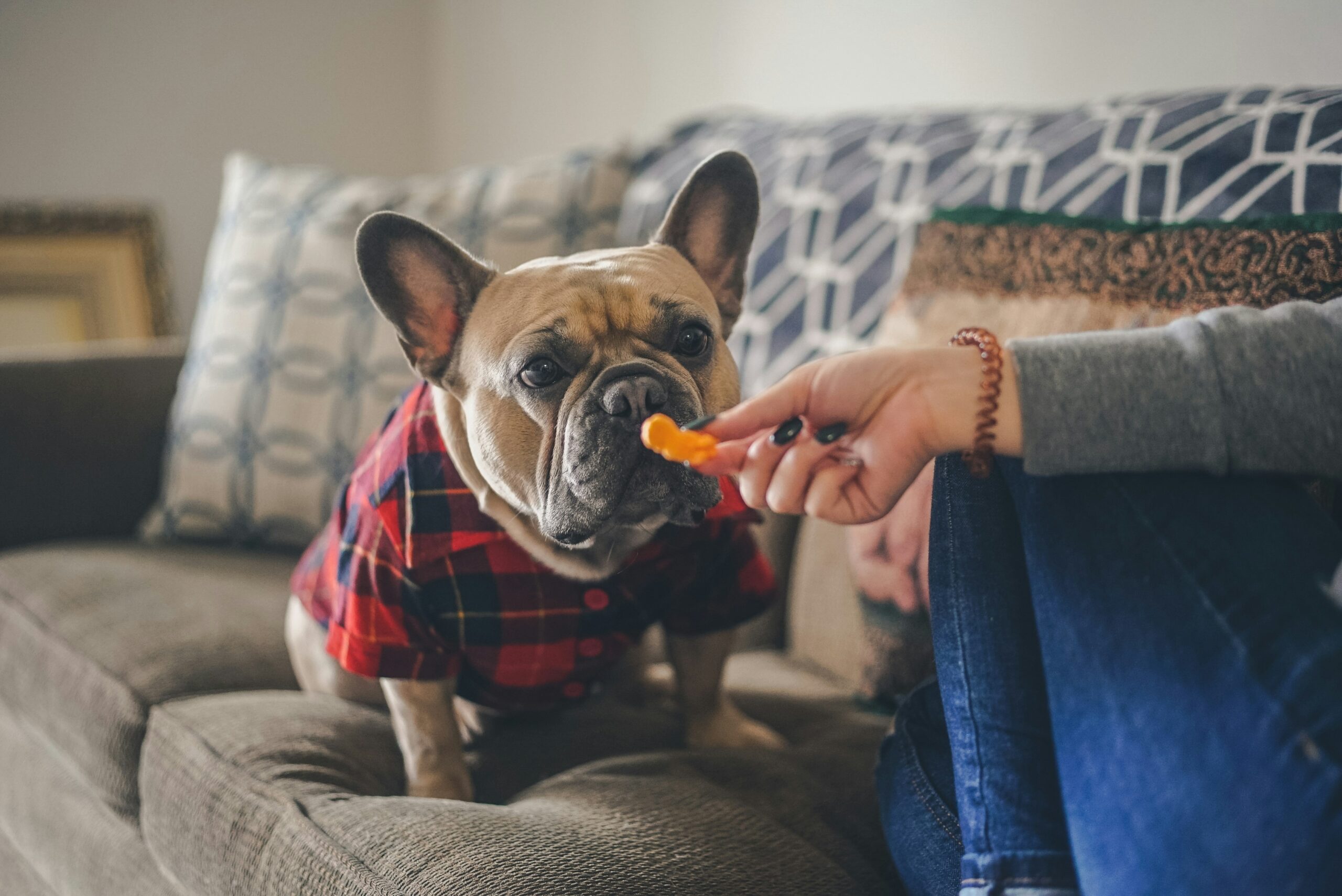 happy dog chewing dental toy