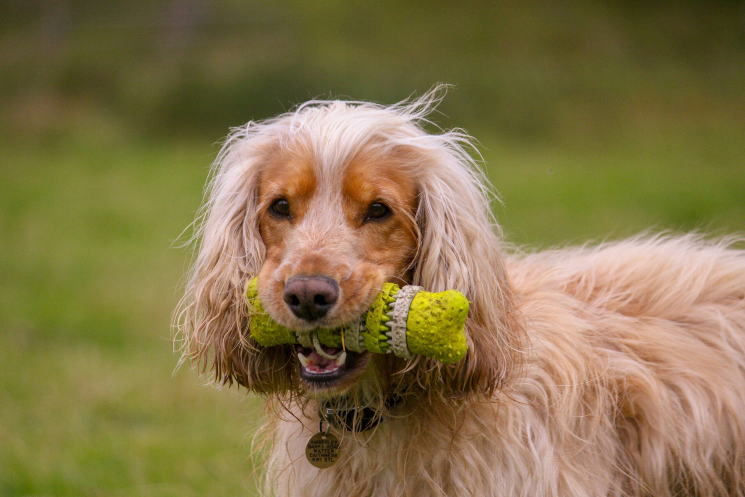 Happy dog playing with enzyme coated toy outdoors
