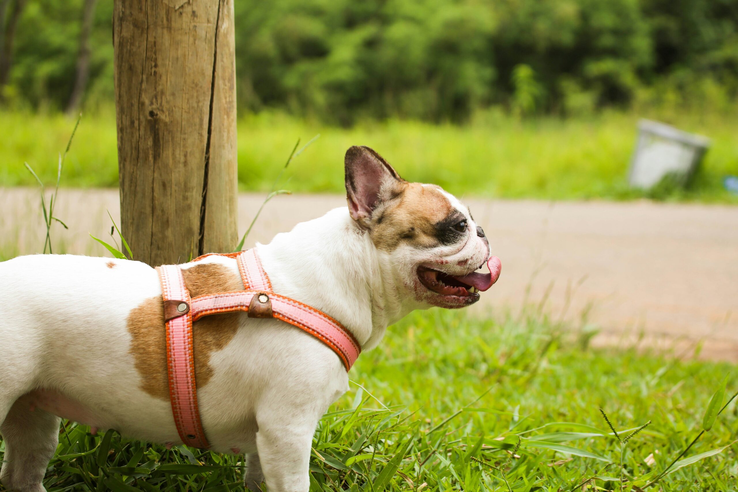 How to Master Durability and Breakage Tests for Pet Dental Toys