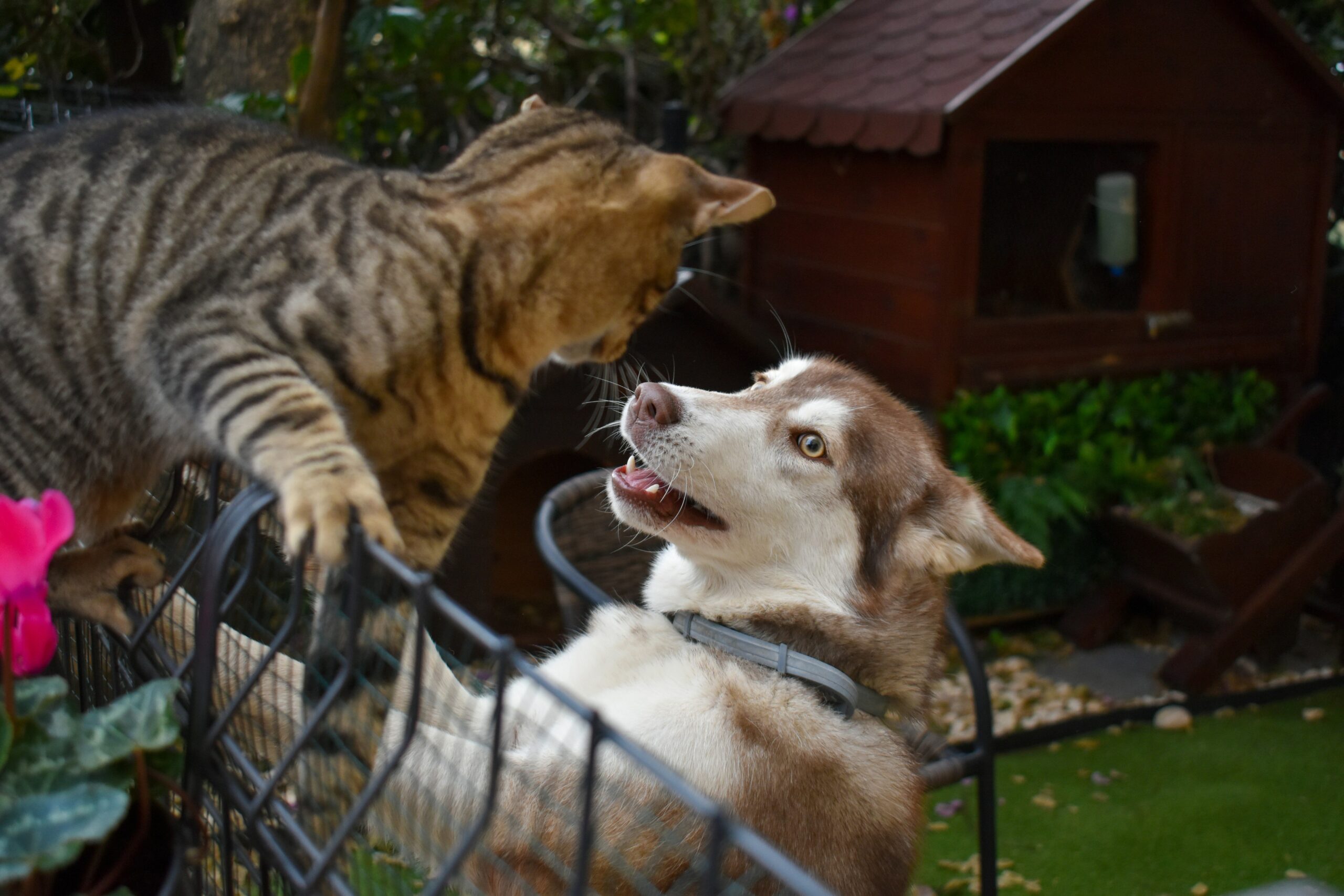 How to Master Multi-Pet Play Compatibility with Dental Toys for Every Furry Friend