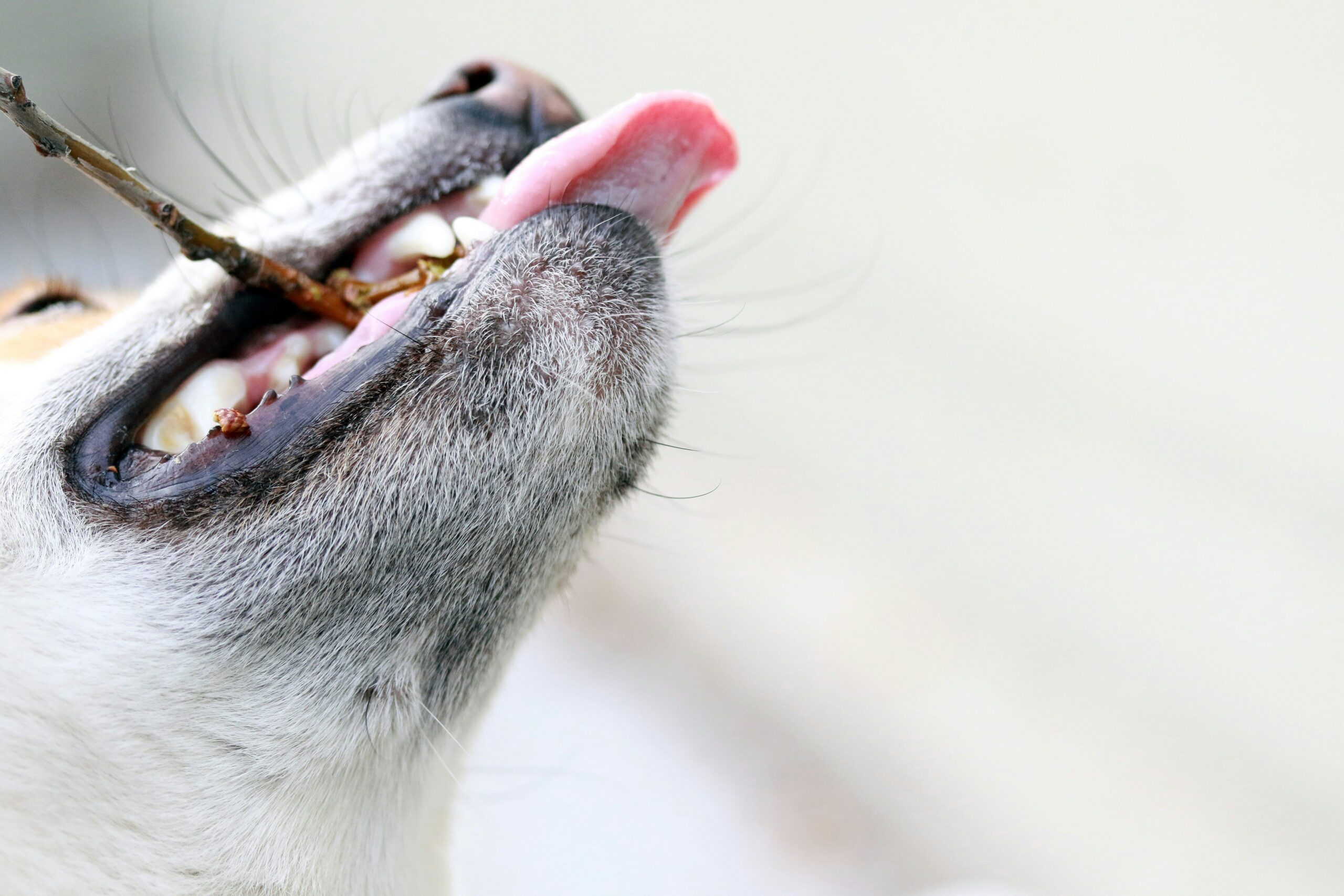 Infographic showing statistics about pet dental health and the benefits of dental toys