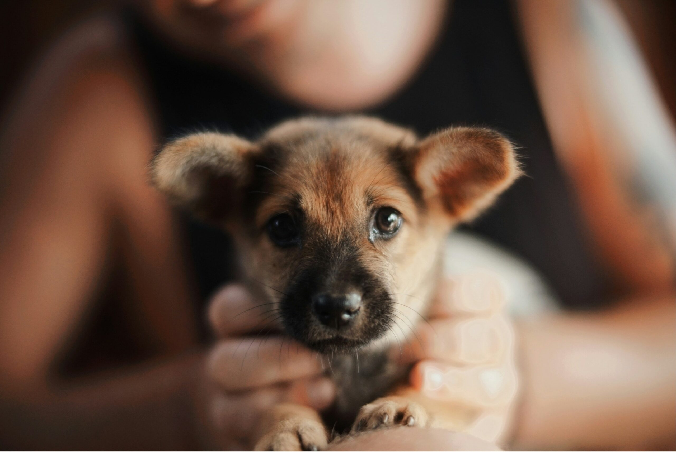 Infographic showing statistics on pet choking incidents caused by unsafe toys.