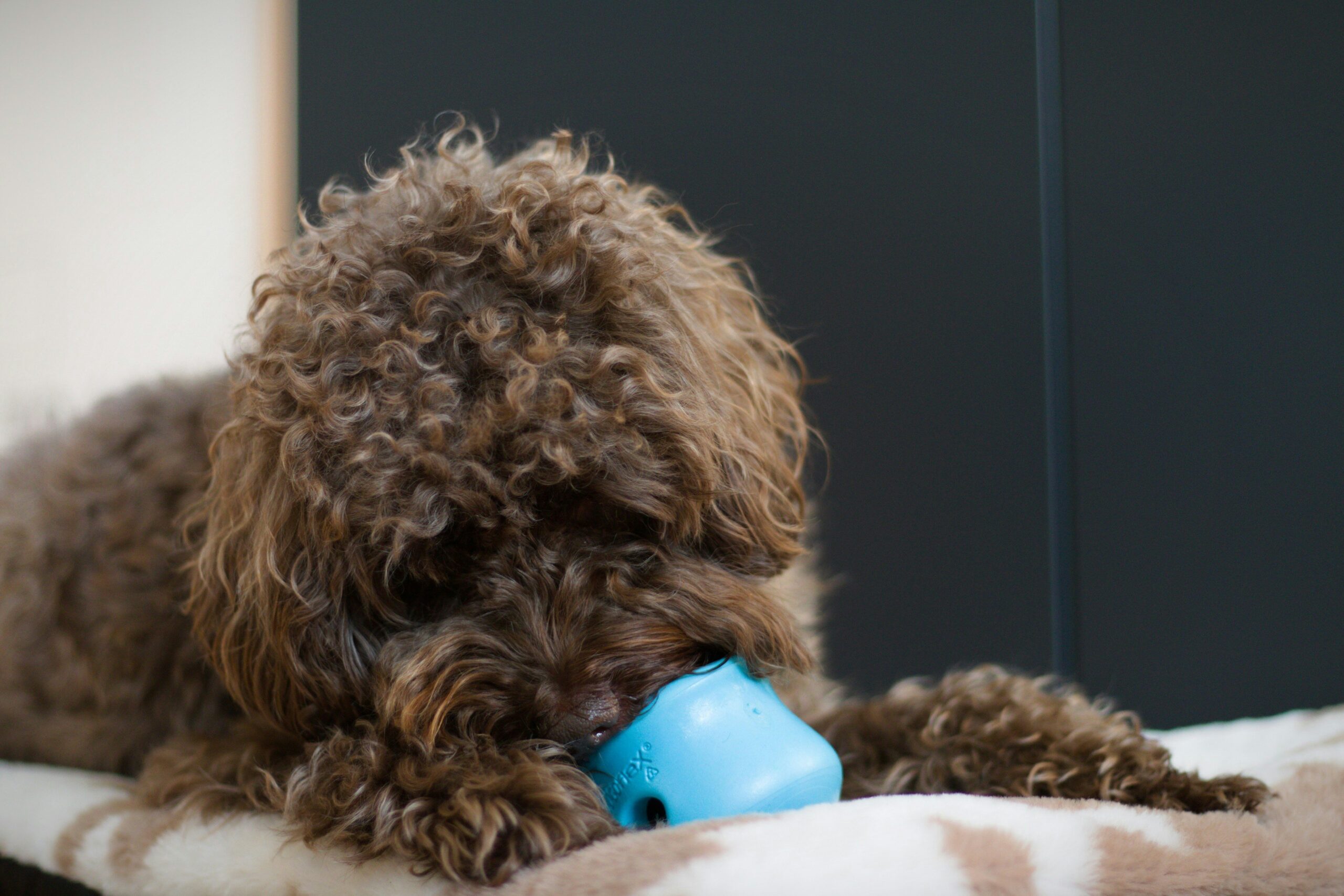 Interactive Feeding Solutions: Revolutionize Your Pet's Dental Health with Engaging Toys