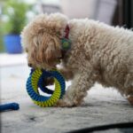Multi-Texture Cleaning Surfaces: The Ultimate Dental Toys for Your Pet’s Health