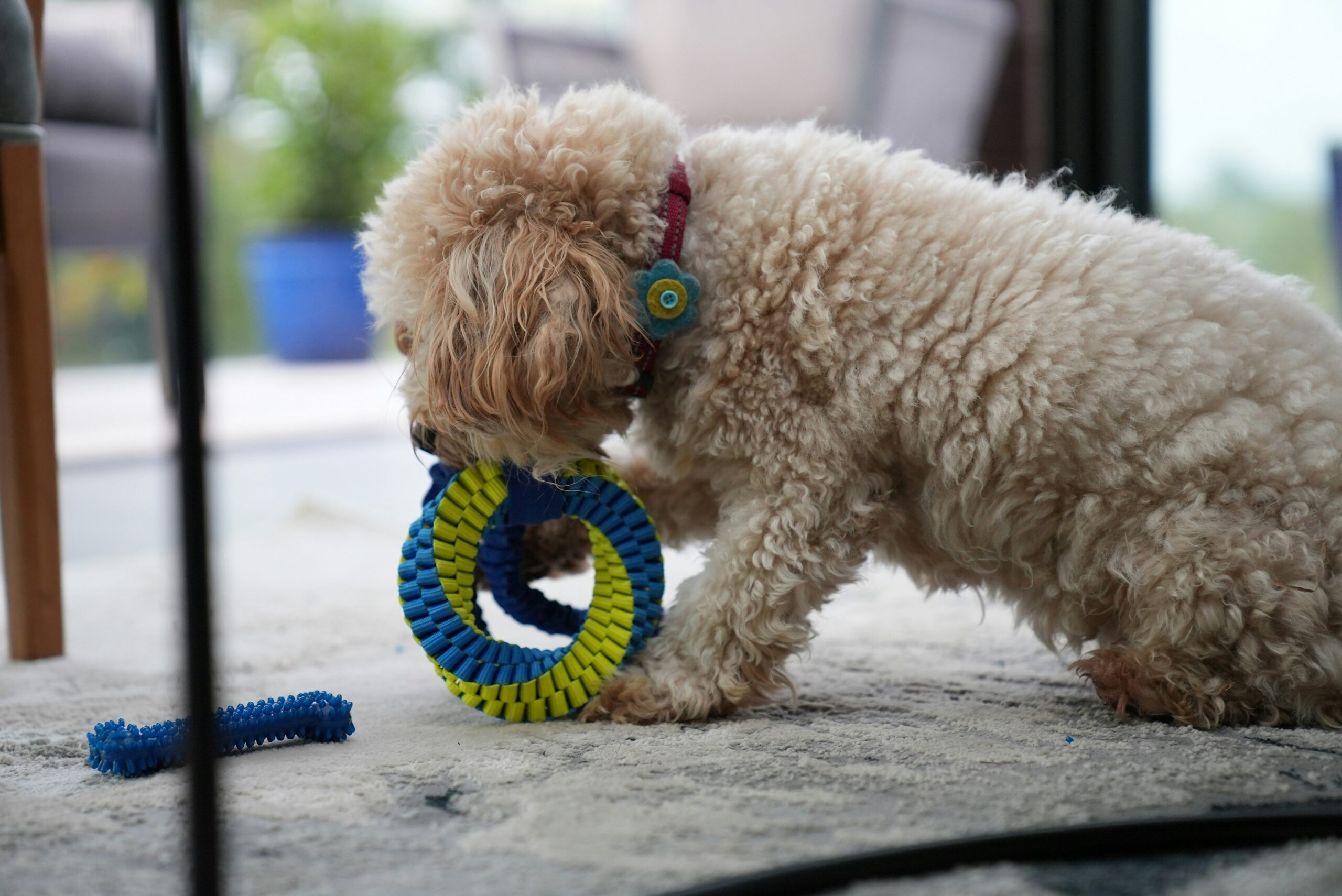 Multi-Texture Cleaning Surfaces: The Ultimate Dental Toys for Your Pet’s Health