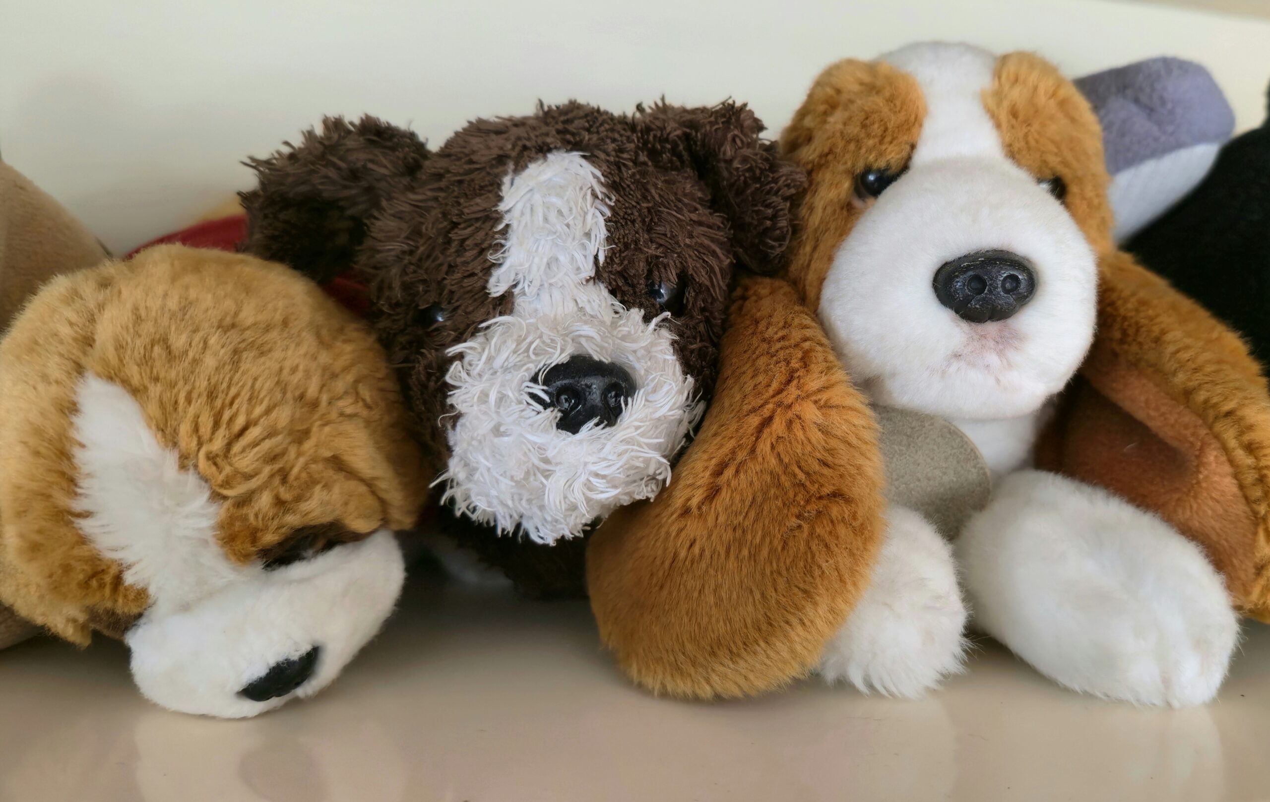 A collage showing three dogs of varying sizes holding appropriately sized dental toys.