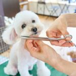 Safety Certifications for Pet Dental Toys: What Every Pet Parent Needs to Know
