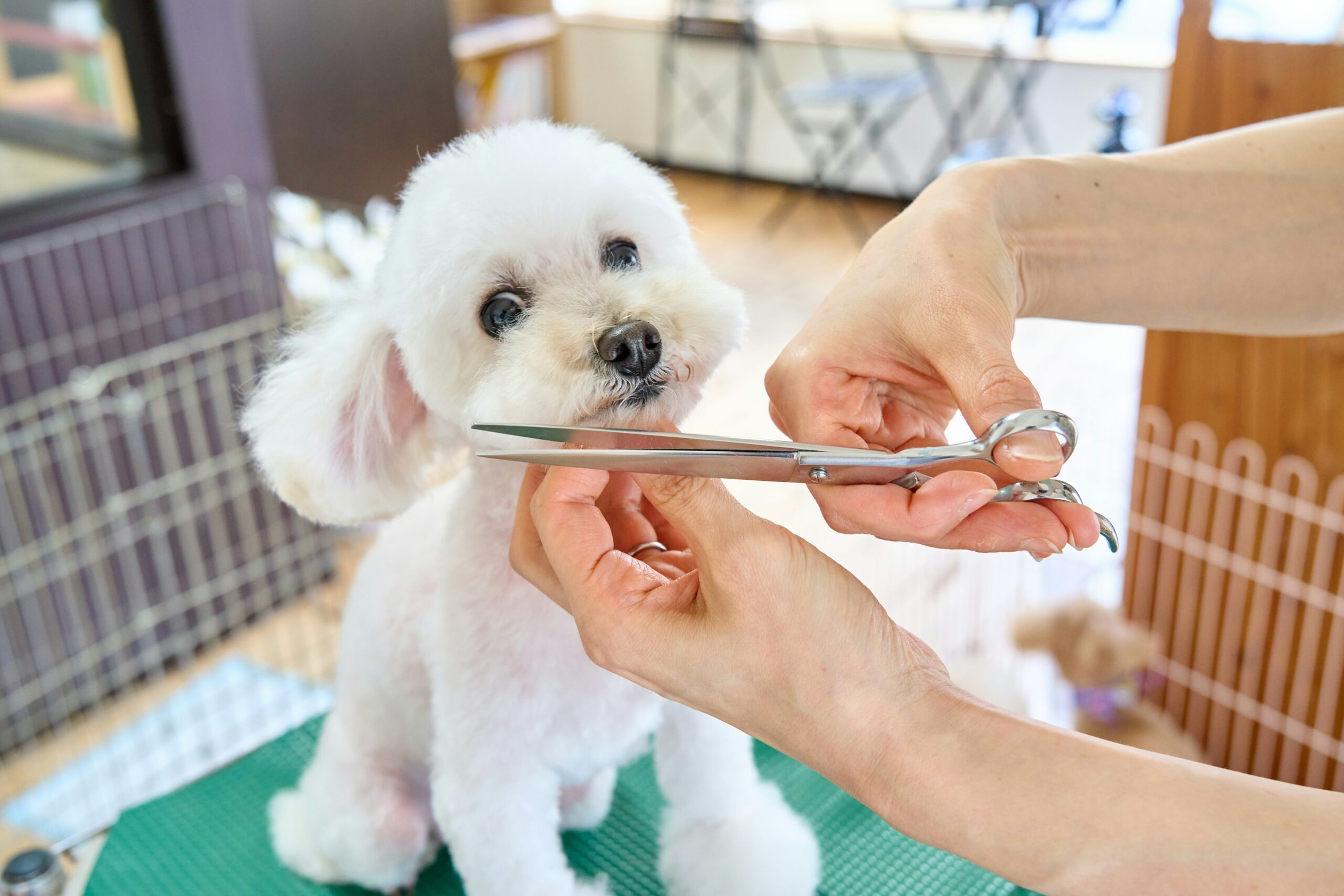 Safety Certifications for Pet Dental Toys: What Every Pet Parent Needs to Know