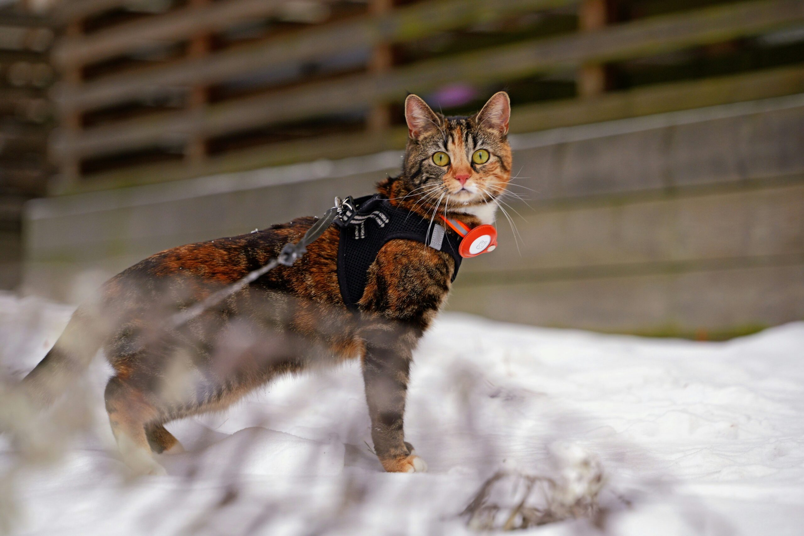 Size-Specific Safety: Why the Right Dental Toys Can Save Your Pet's Smile