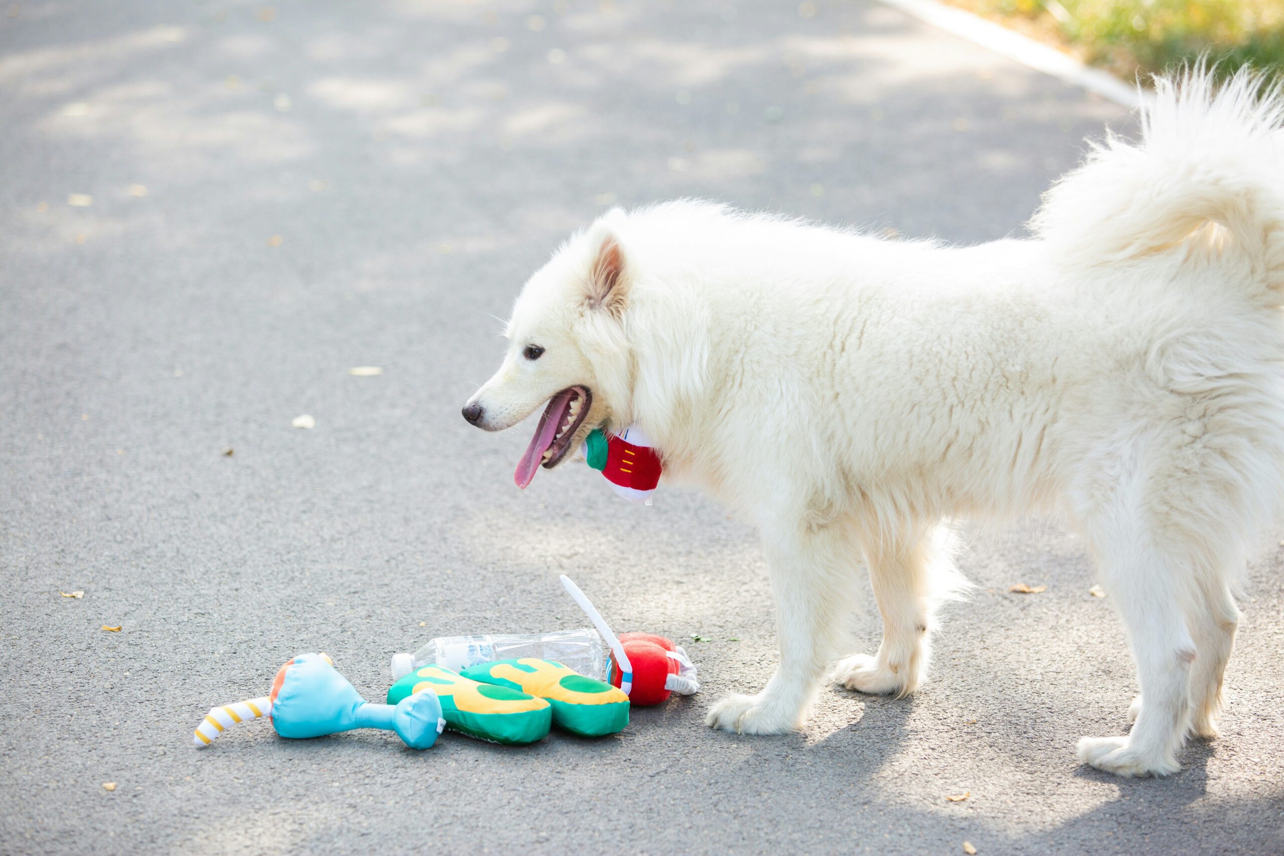 Vet-Recommended Dental Toys: The Ultimate Guide to Happy, Healthy Pets