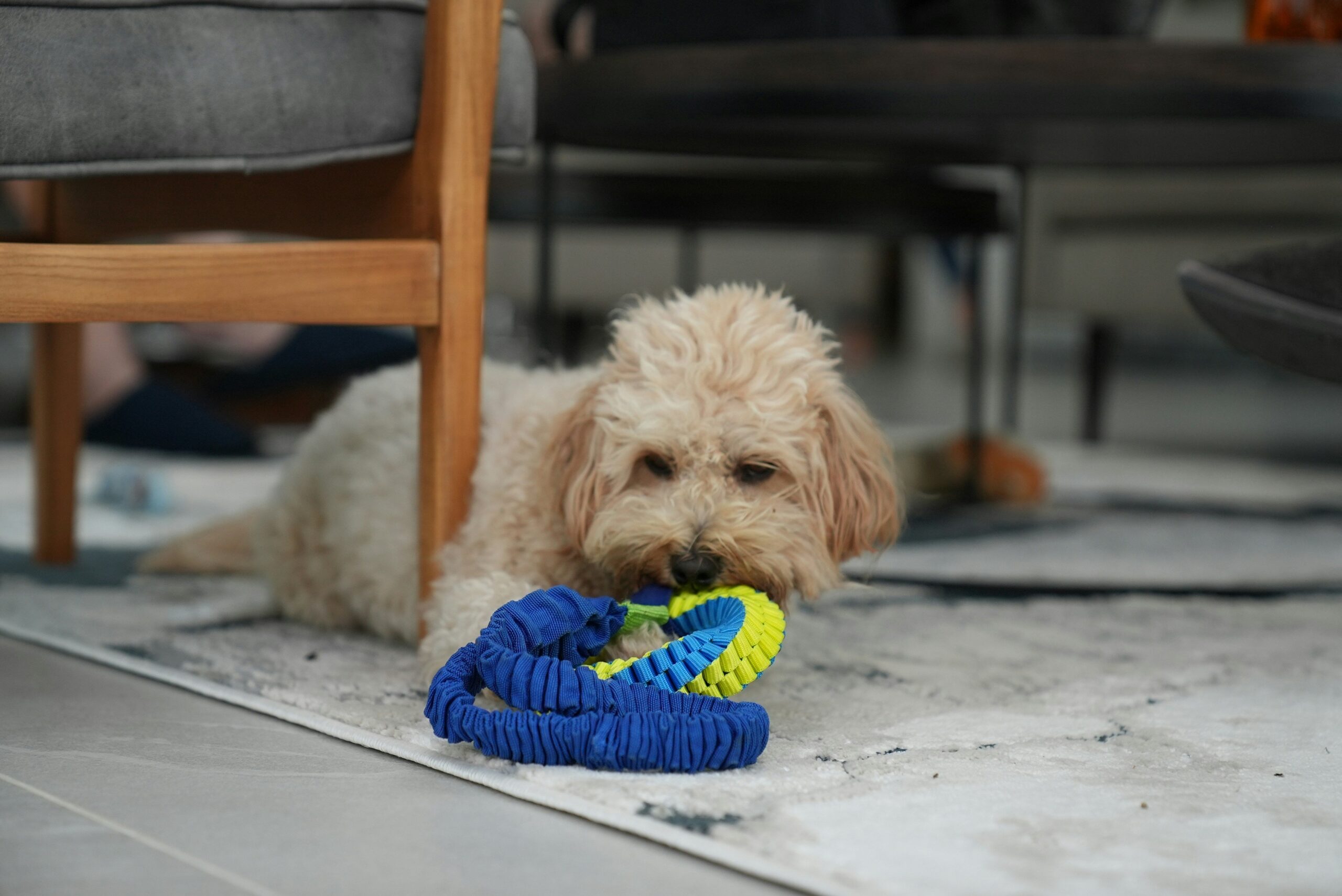 Why FDA-Approved Dental Toys Are a Game-Changer for Your Pet’s Health