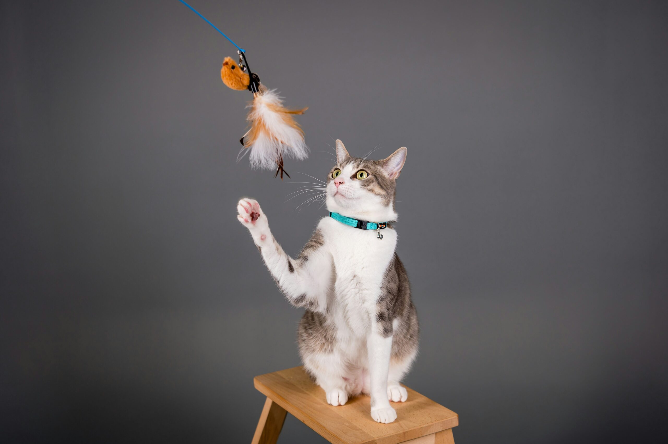 Why Motion-Activated Features Make Dental Toys a Game-Changer for Pet Care