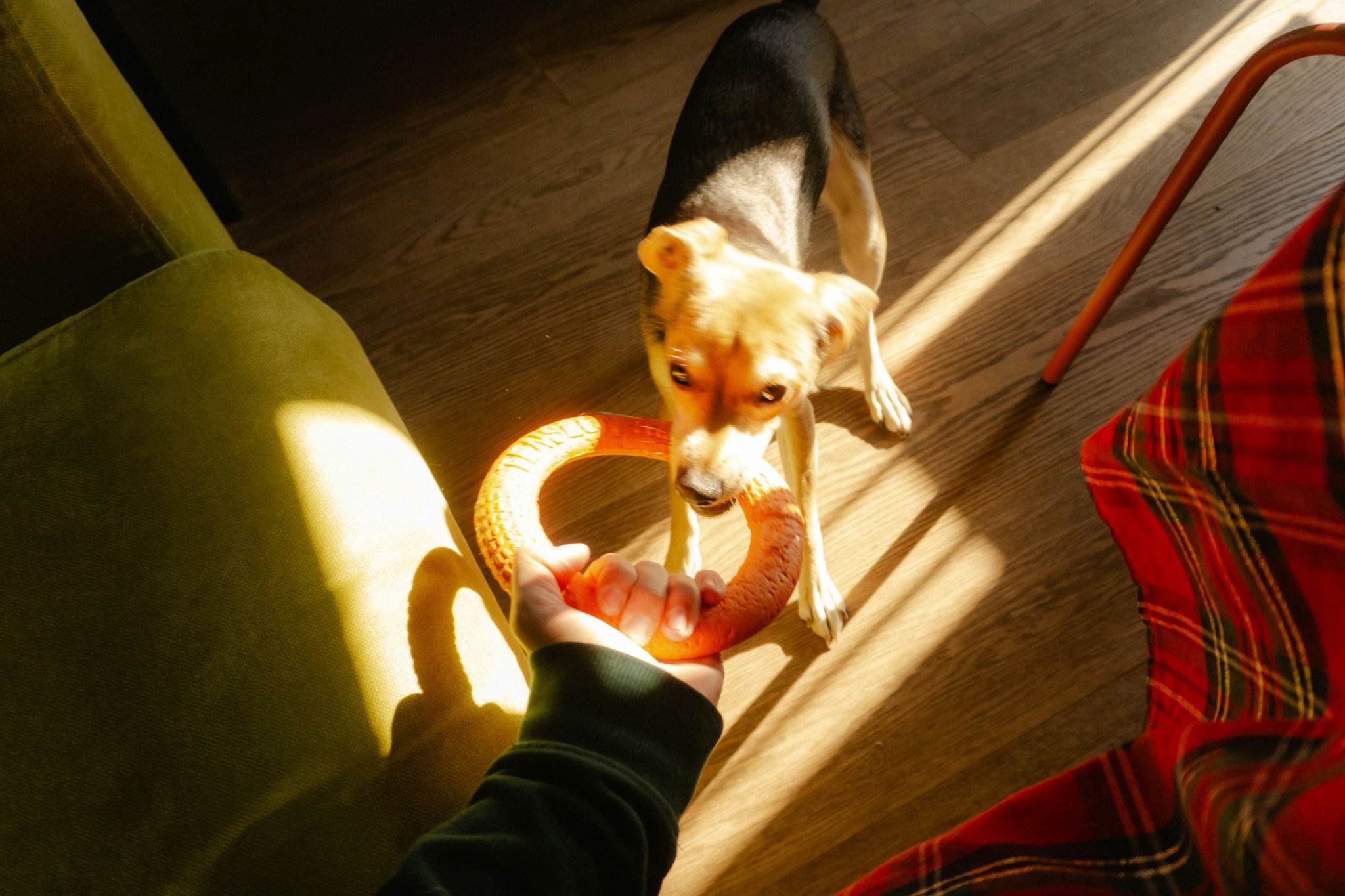 A close-up photo of a veterinarian examining a dog’s mouth.