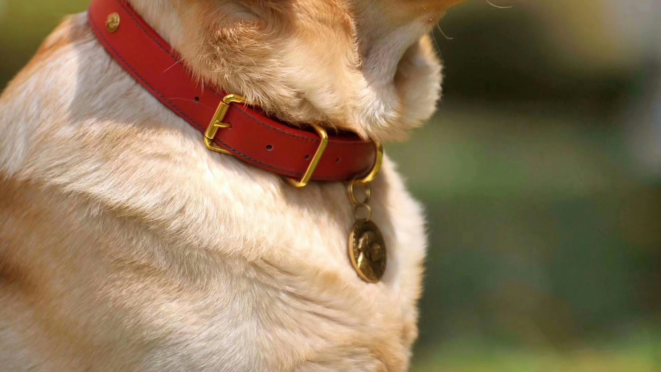 A dog showing signs of a broken tooth after chewing on unsafe toy