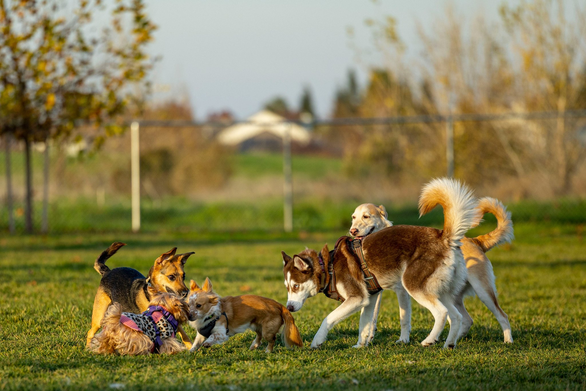 A happy dog playing with a blue dental chew toy