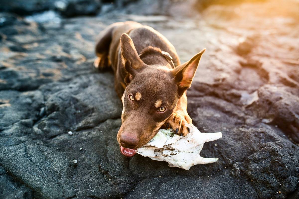 A happy dog playing with a dental chew toy outdoors