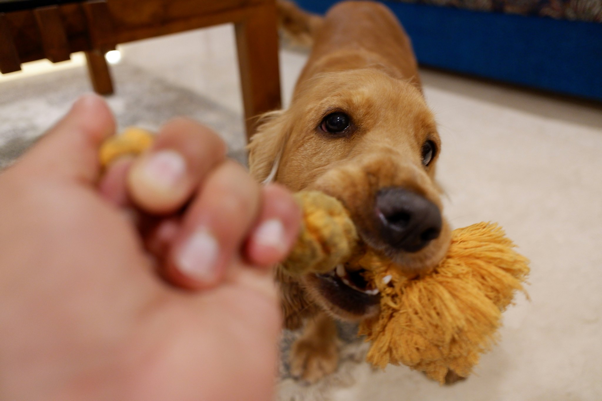 Battle Dog Plaque Like a Pro: The Ultimate Guide to the Best Dog Plaque Toy