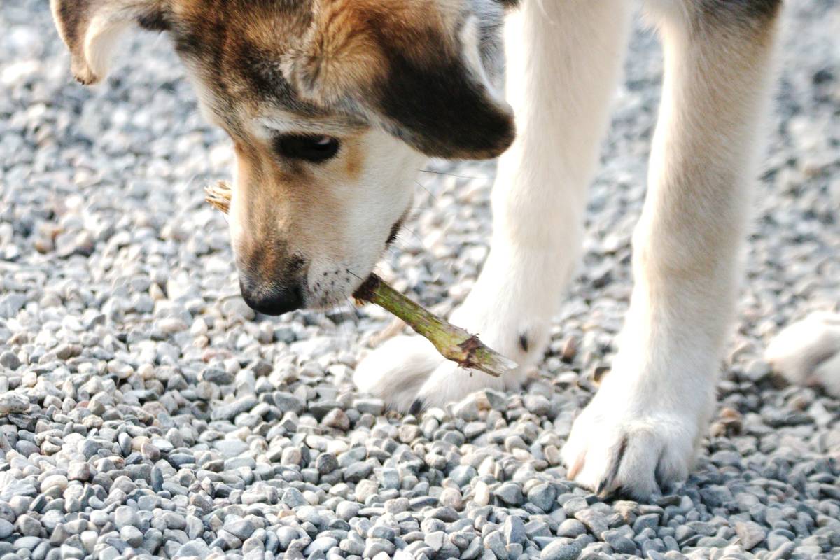 Collection of various dog dental toys, including rubber chews and nylon bones
