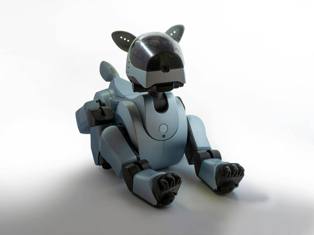 Dog playing with a treat-filled dental toy