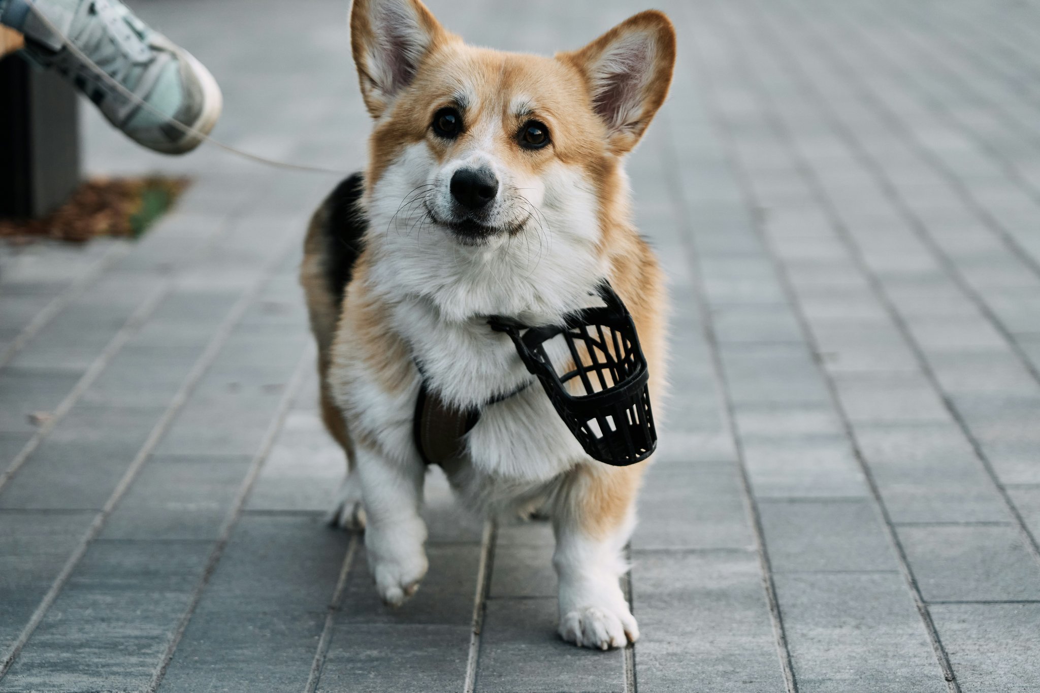How Pet-Safe Coatings Are Revolutionizing Dental Toys for Your Furry Friends
