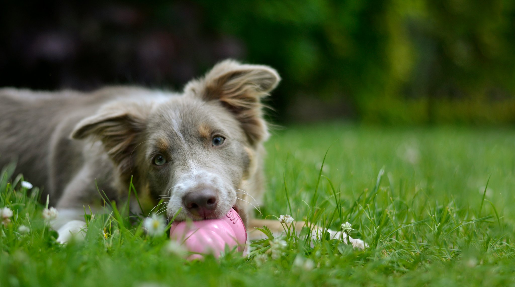 Illustration showing common signs of dental issues in dogs