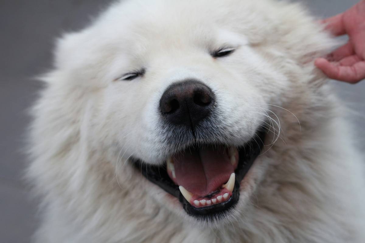 Image showing signs of poor dental hygiene in dogs, including red gums and yellowed teeth