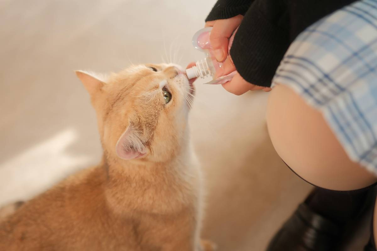 Infographic showing 80% of pets have dental issues by age three