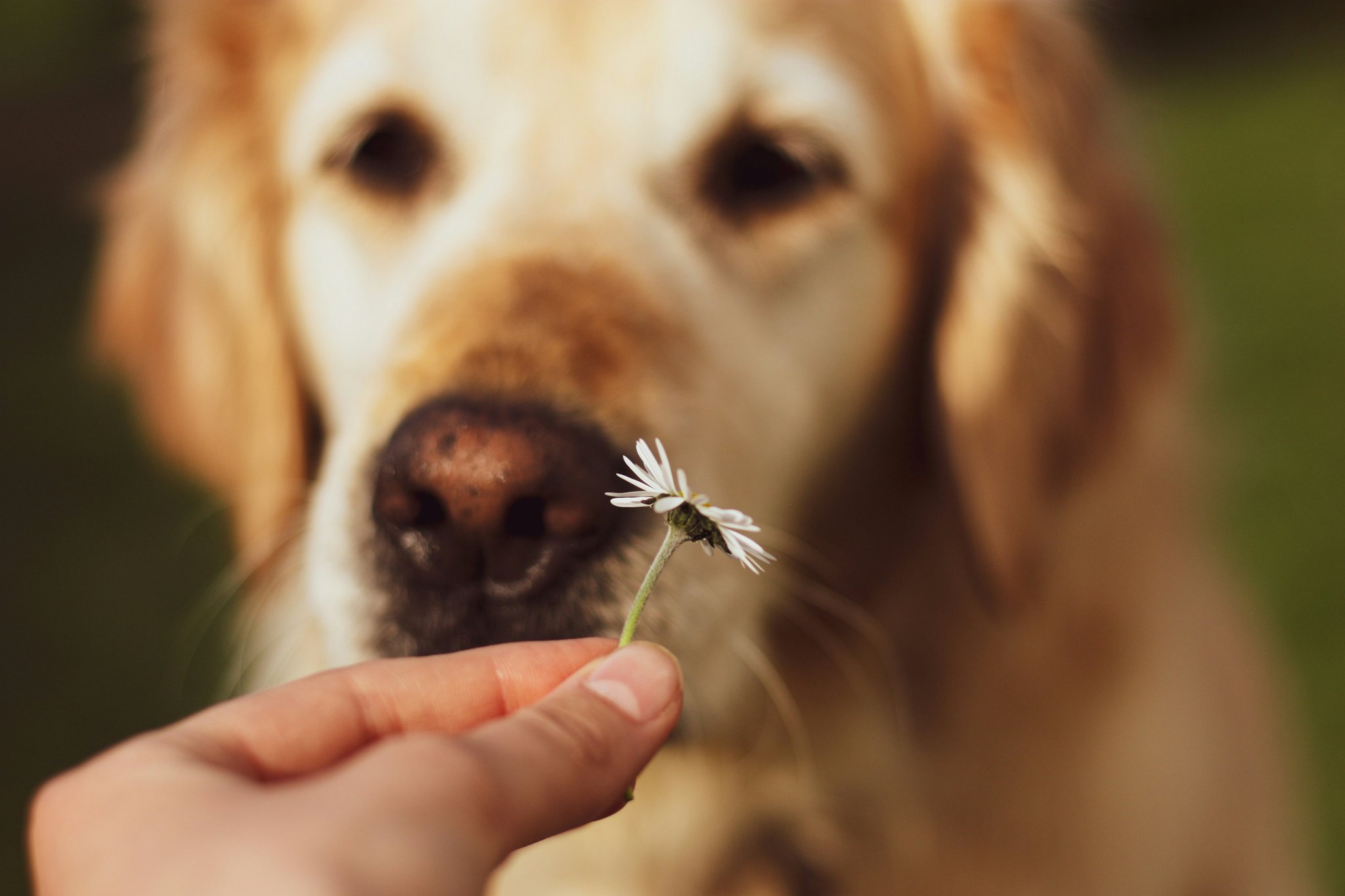 Infographic showing stats about pet dental disease prevention