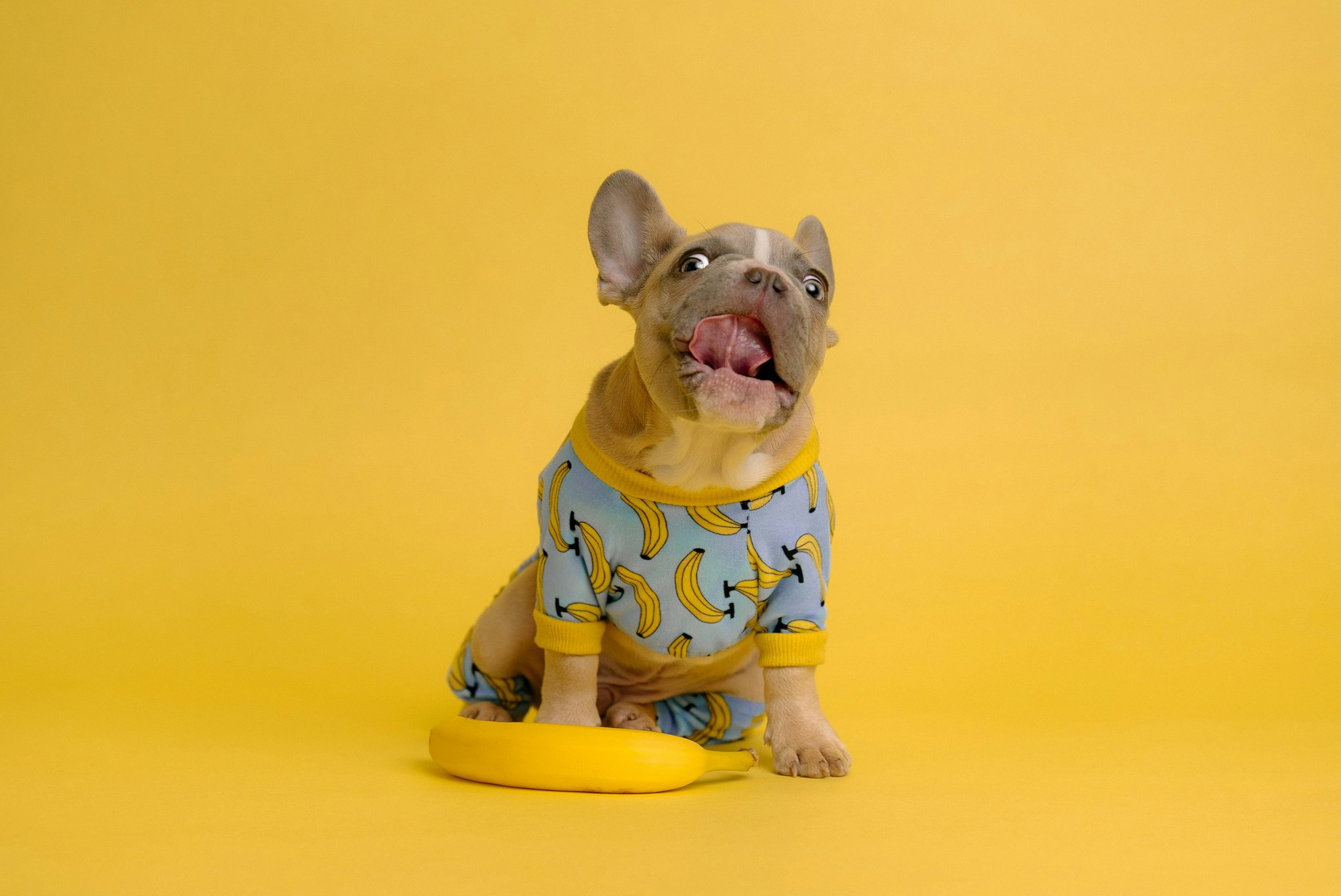 Mastering Pet Dental Play: The Ultimate Guide for Happy, Healthy Pets