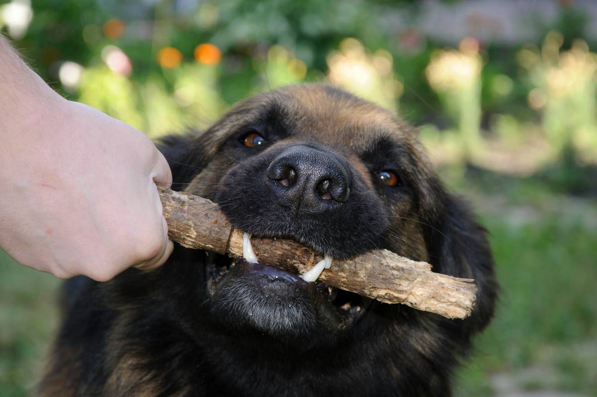Why Every Dog Deserves the Best Dental Chew Toy: A Guide to Healthier Teeth and Happier Pups